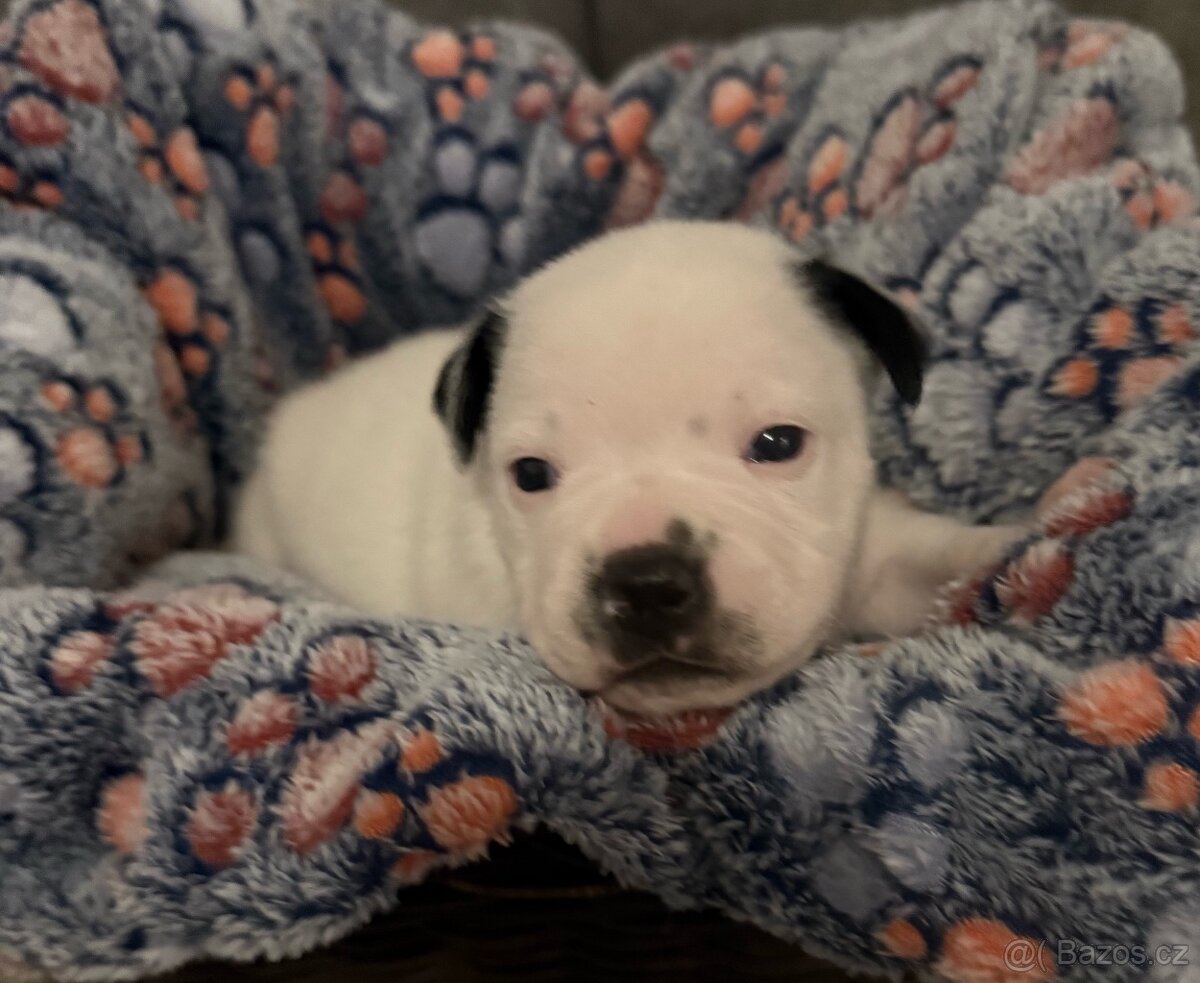 Stafordšírský bulteriér s pp