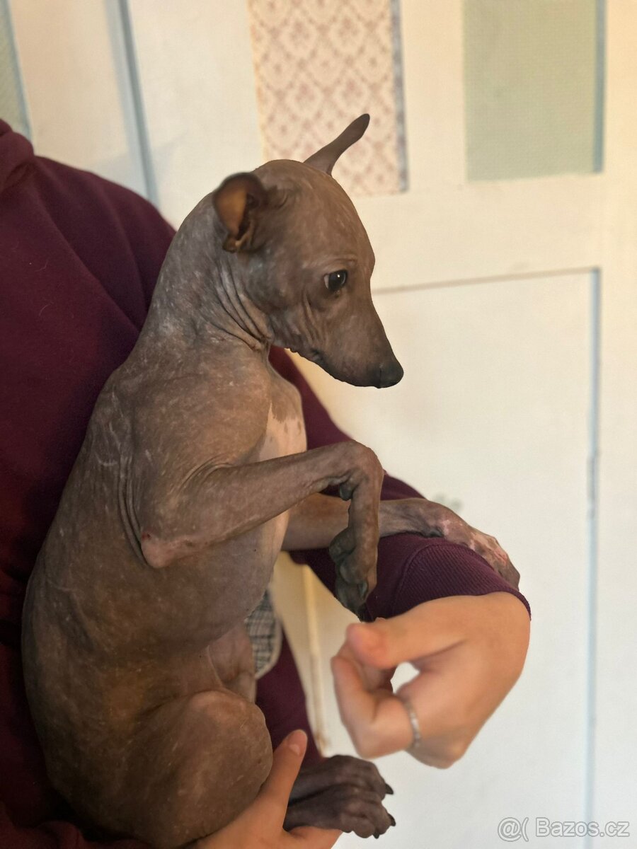 Americký bezsrstý teriér