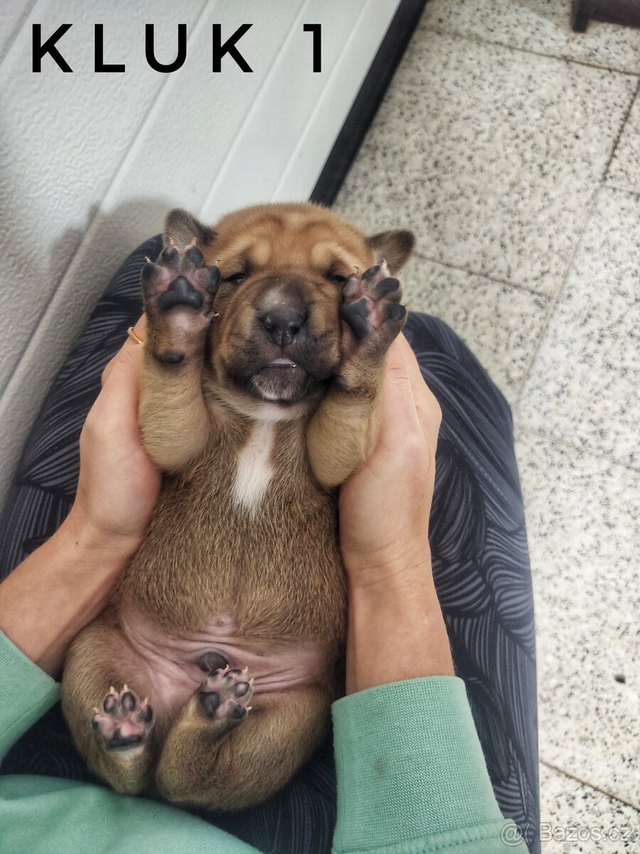 Štěňata kříženci