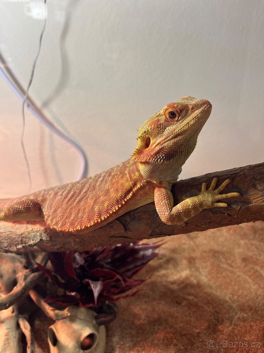 Agama vousatá samec