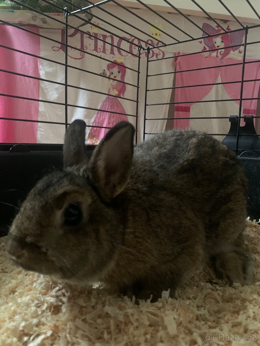 Španělský králík