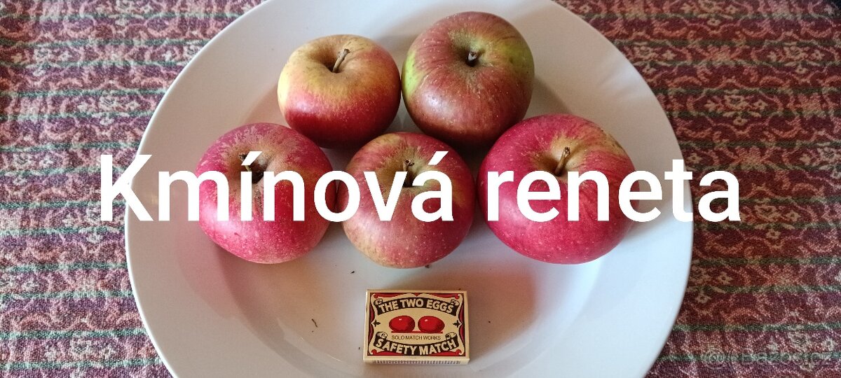 Prodám česaná jablka Kmínová reneta bez postřiků