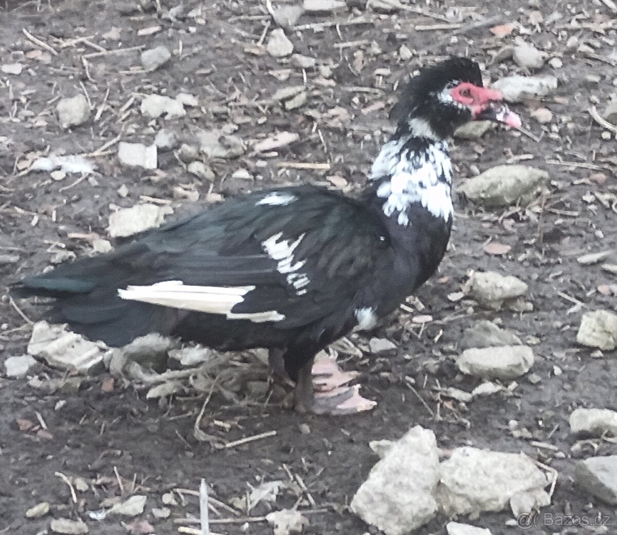 Kačer pižmovka domácí