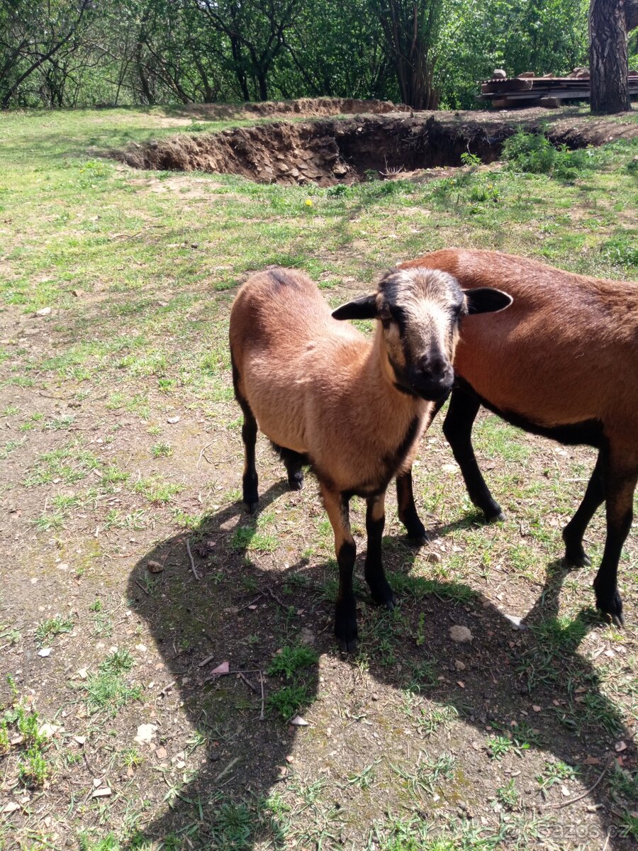 kamerunské ovce