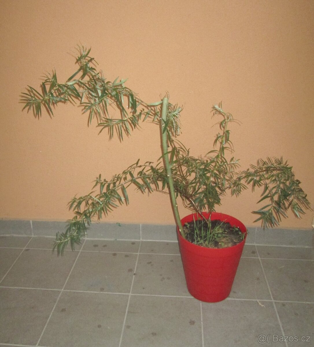 Rakytník řešetlákový - velký