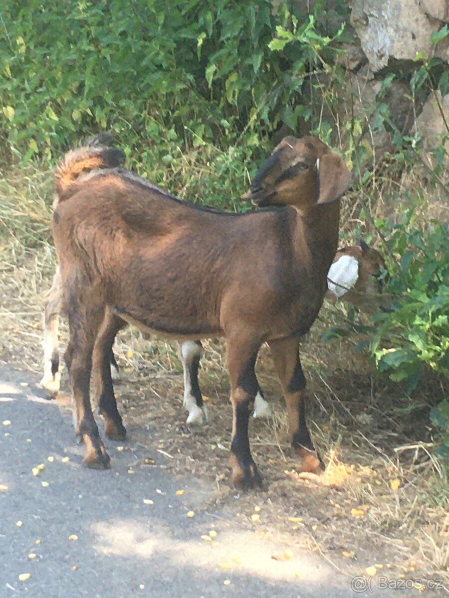 bezrohý AN kozlík