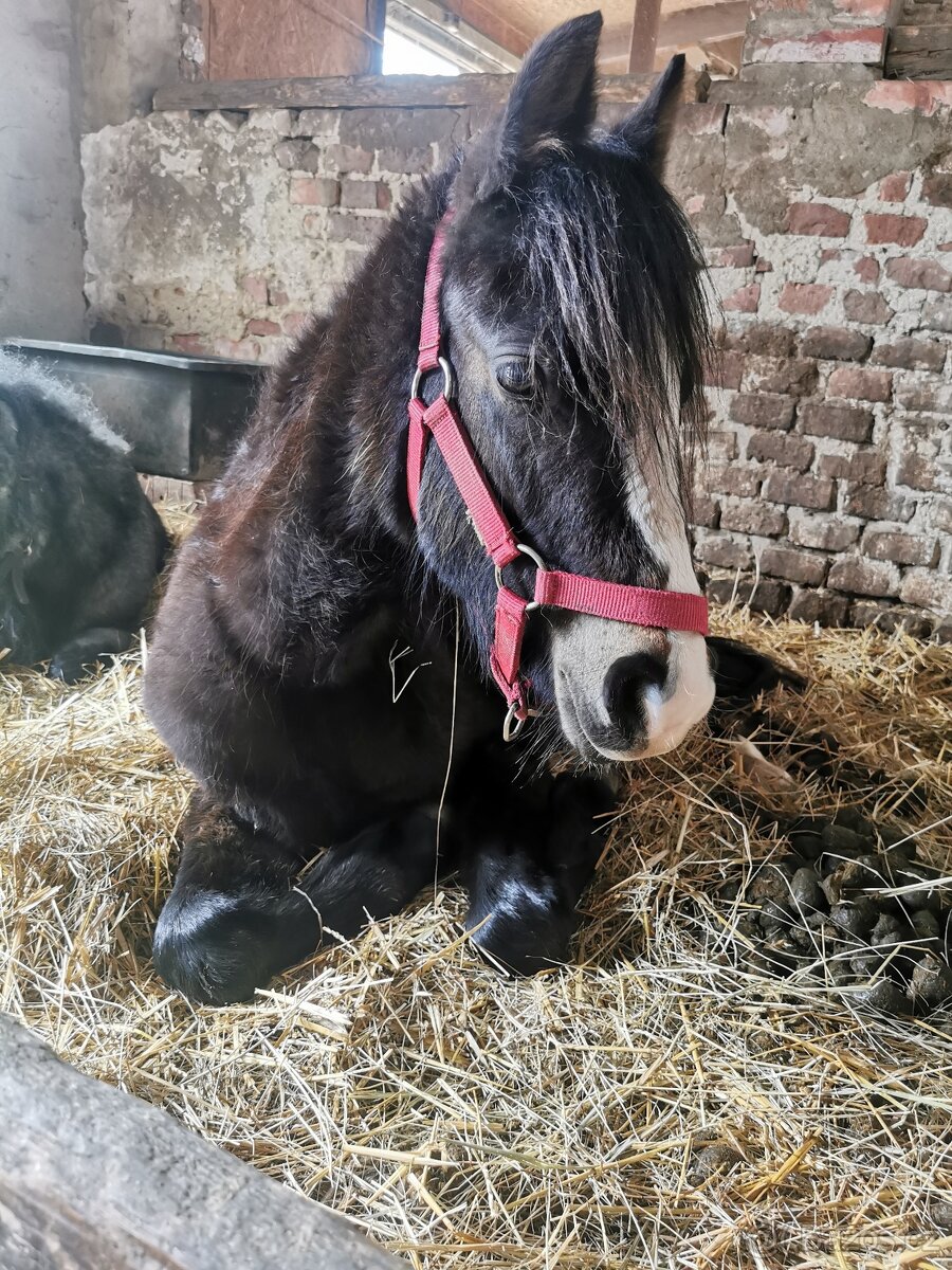 Klisnička Welsh pony, sekce B na prodej