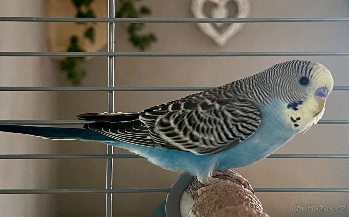 Andulka
