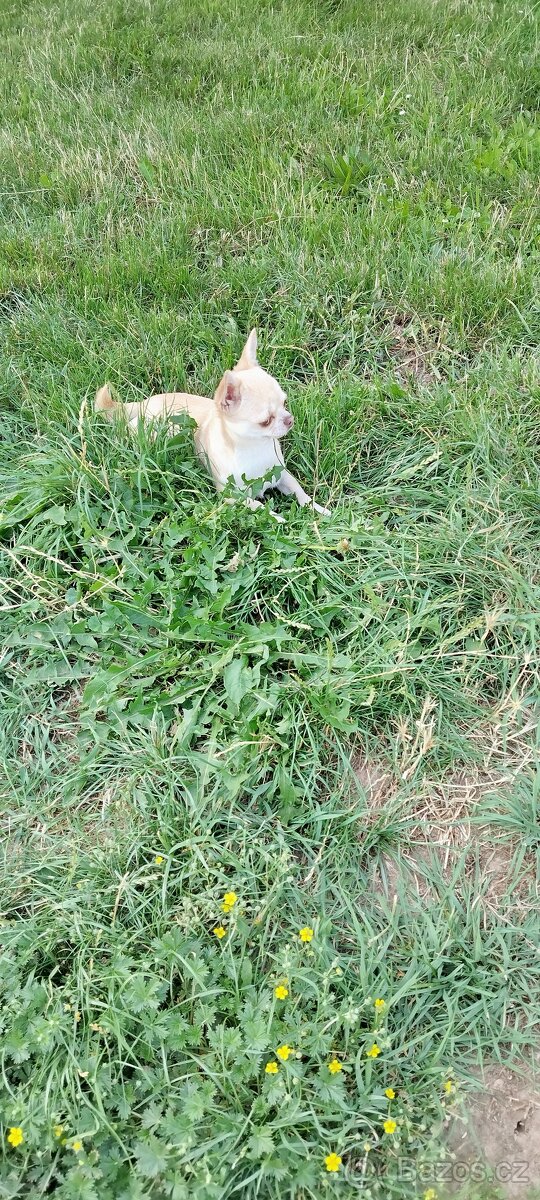 Mini čivava