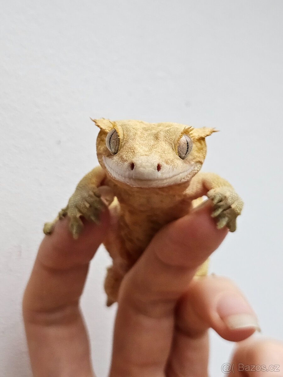 Pagekon řasnatý / ciliatus