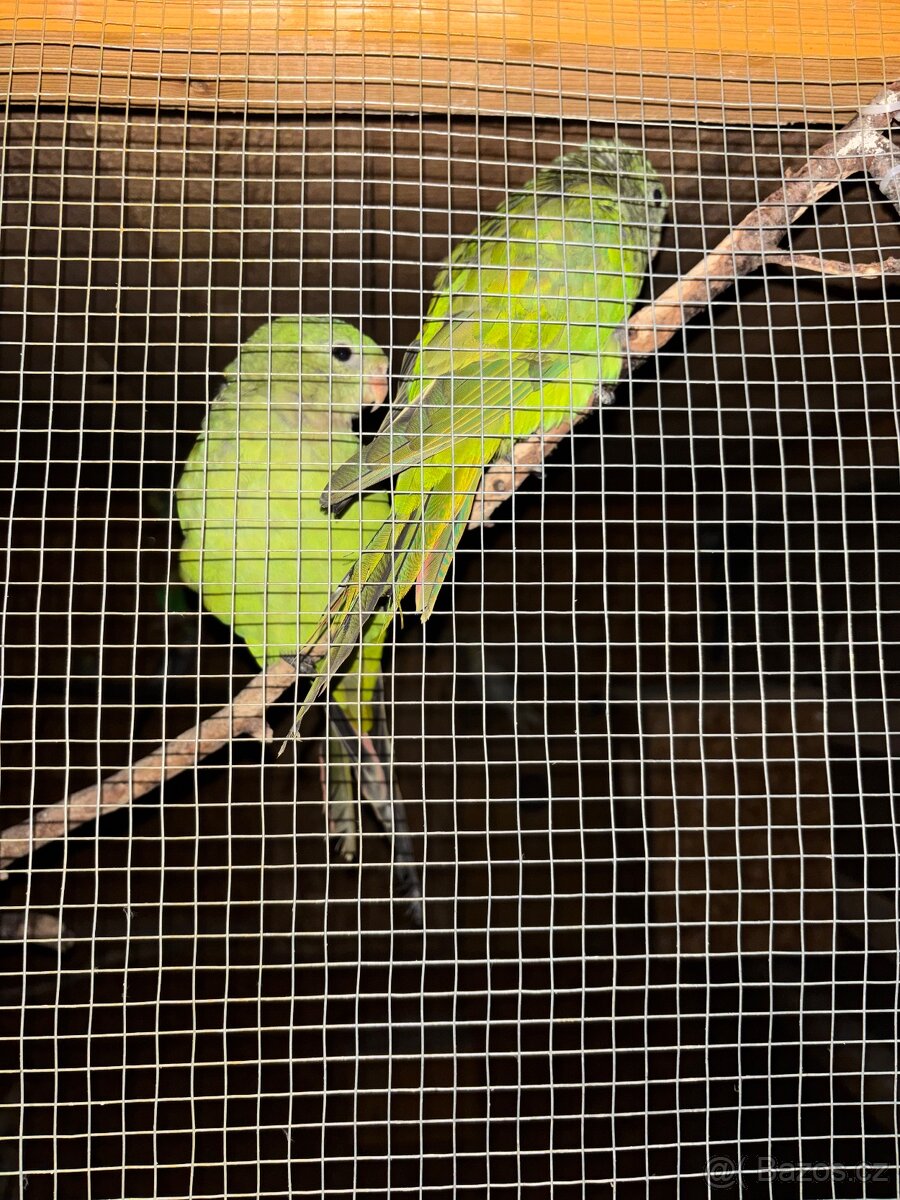 Papoušek nádherný