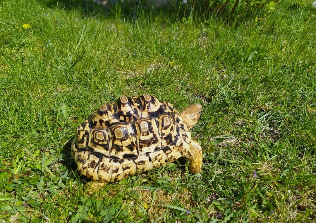 Koupím Želvu Pardalí, Děkuji za nabidky.