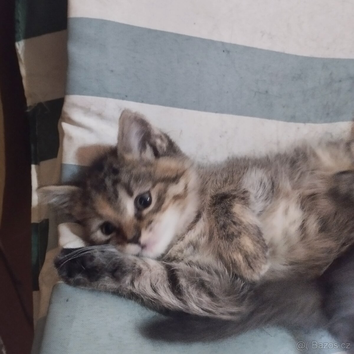 Daruji do dobrých rukou koťátka