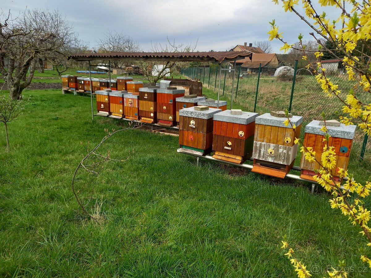 Prodám vyzimovaná včelstva