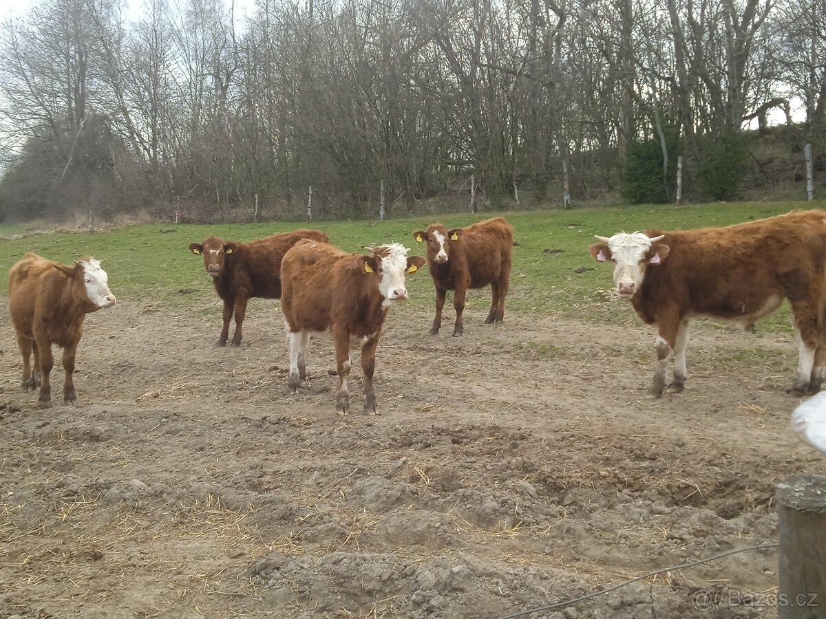 Prodám: 5ks masných jaloviček Aberdeen angus