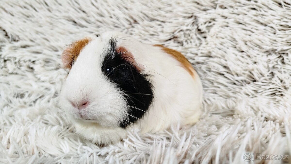 Morče, Morčátko, Morčátka - BETTY