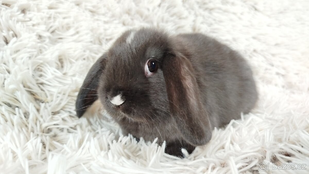 Zakrslý beránek, králíček, králík- DENIS