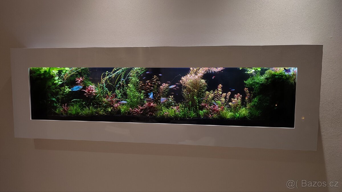 Akvarijní rostliny z prostřihu