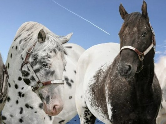 Appaloosa hřebci - připouštění