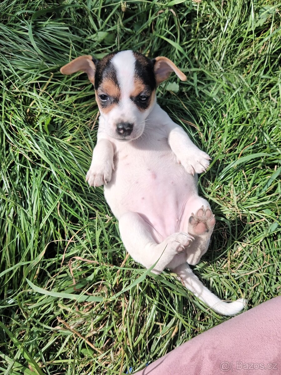 Jack Russell