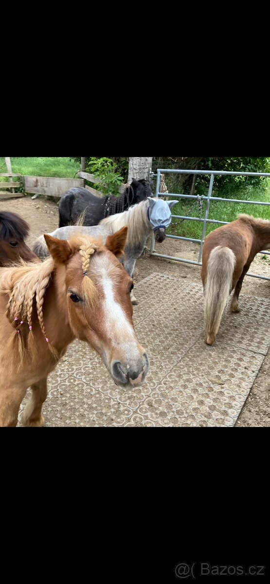 Prodám chovnou klisnu minihorse, american miniature horse