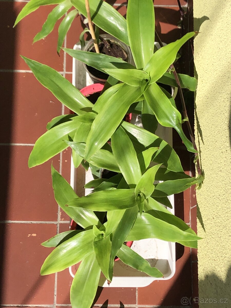 Kalisie voňavá sazenice a rostliny