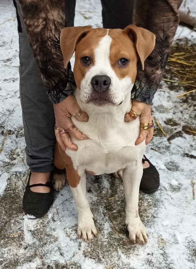 Americký Stafordšírský Teriér modrá a isabell št., s P.P.