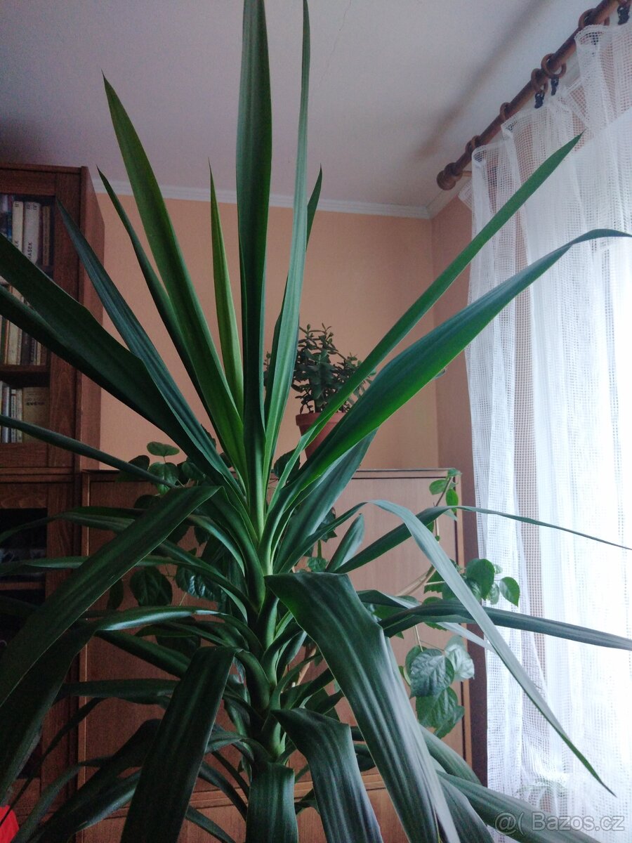 Pokojovka Yucca (Juka)