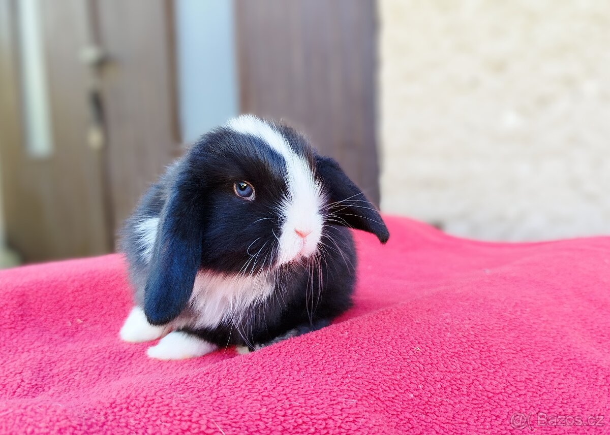 Zakrslý beránek, králíček, králík - EMMA