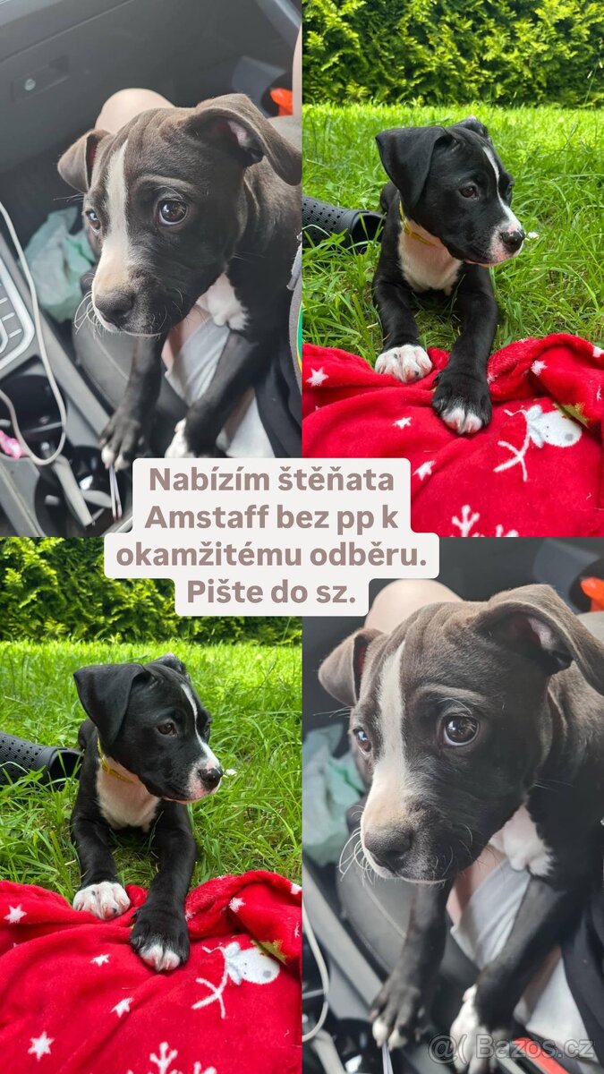 Amstaff