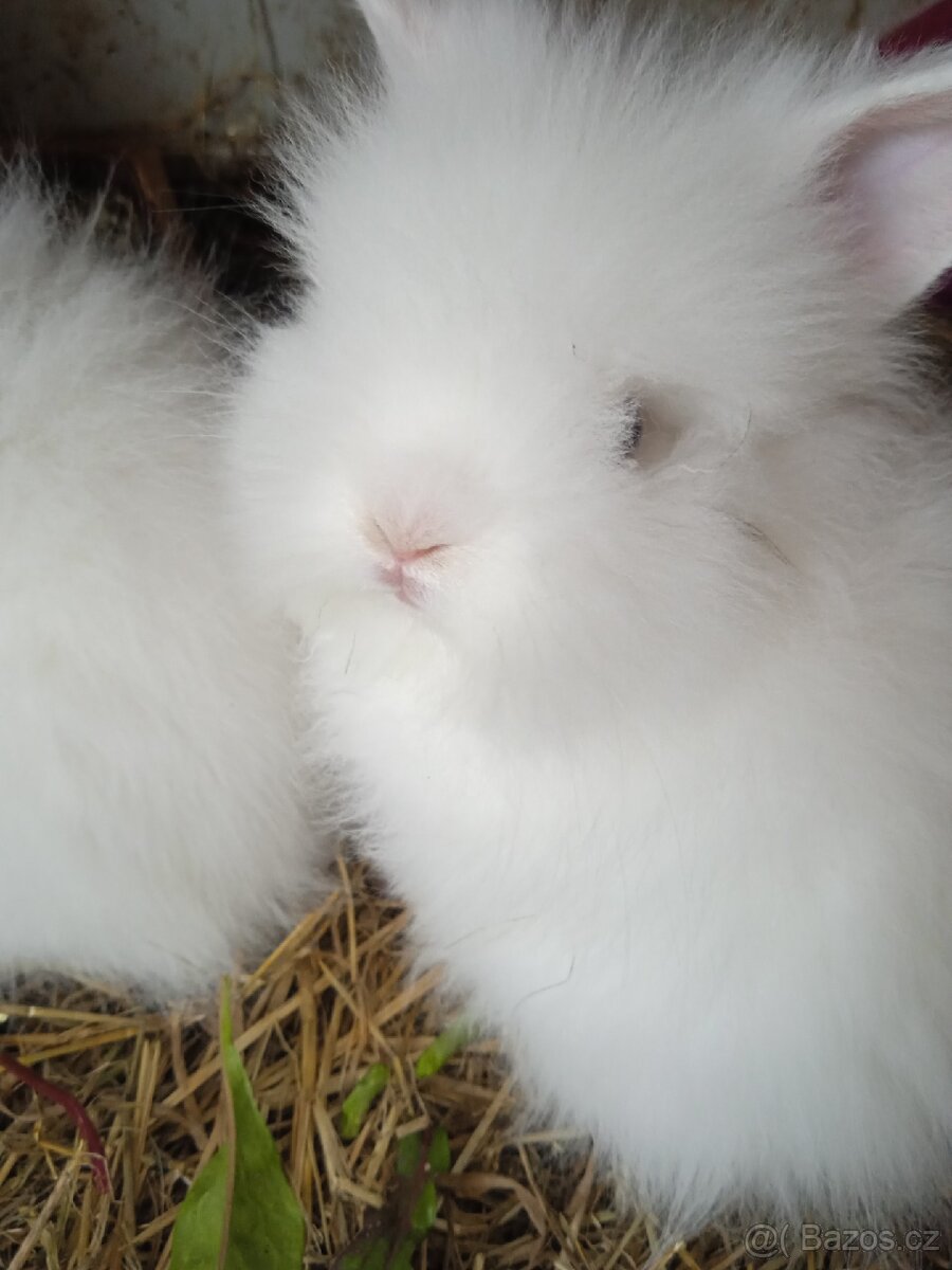 Teddy králík