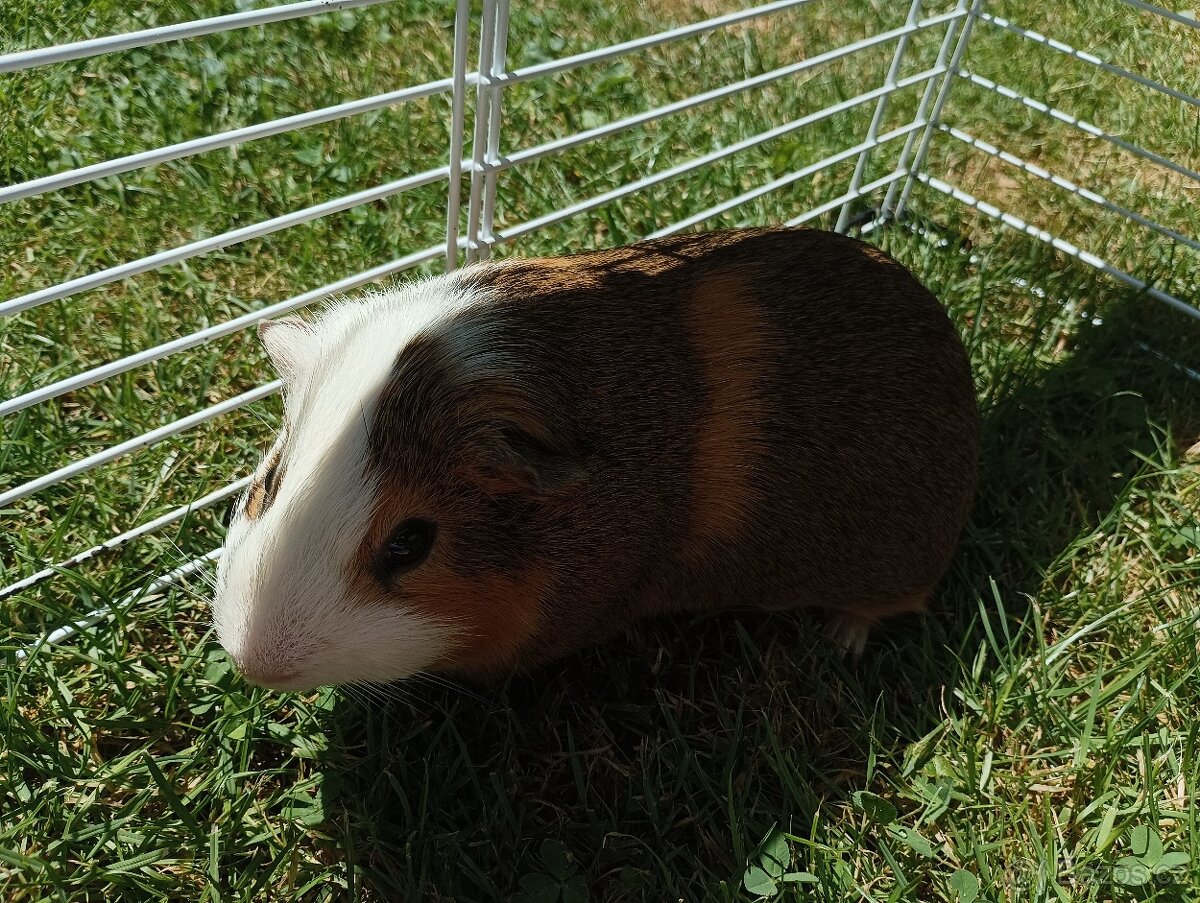 Morče BeBe