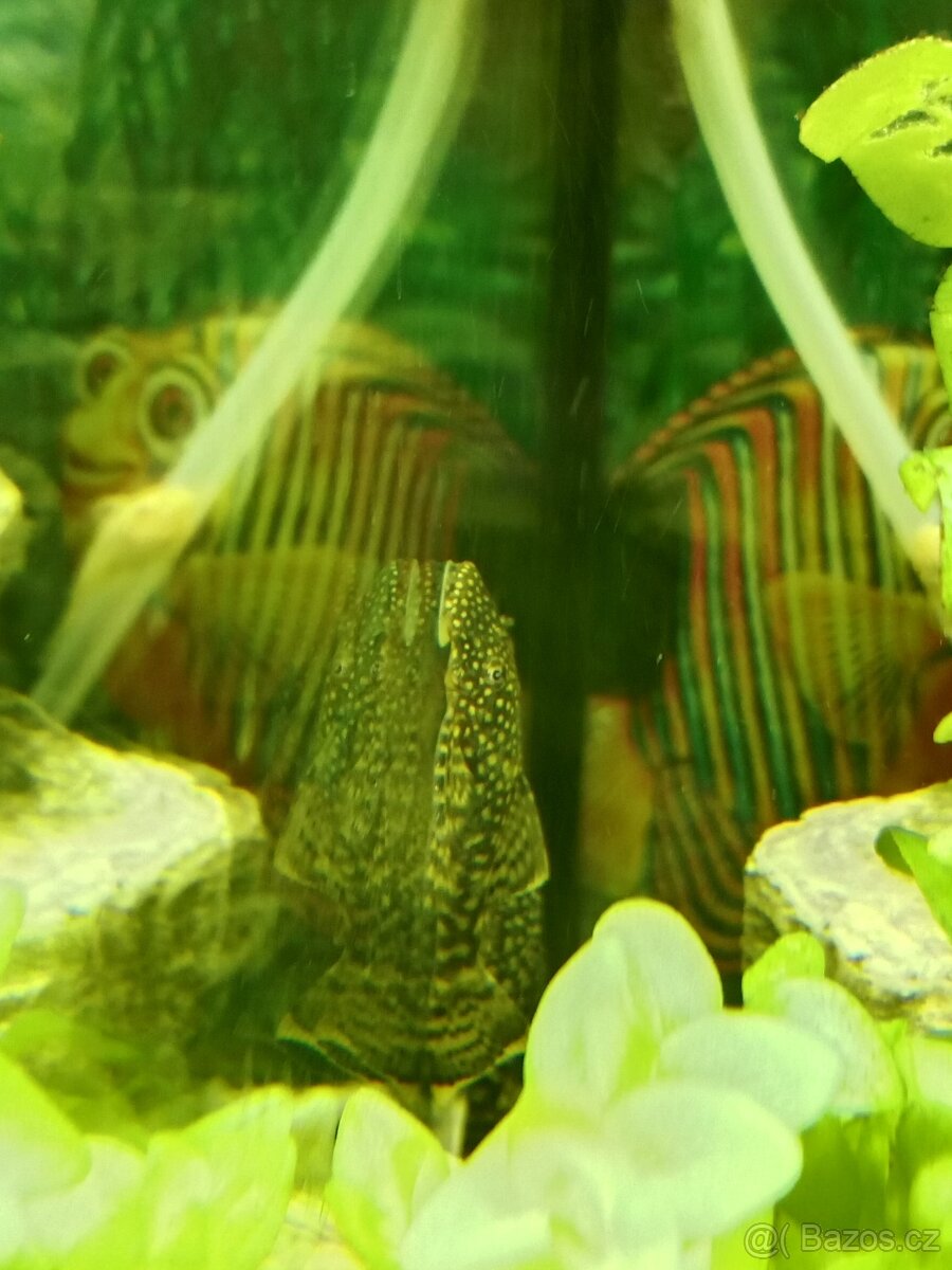 Ancistrus krunýřovec