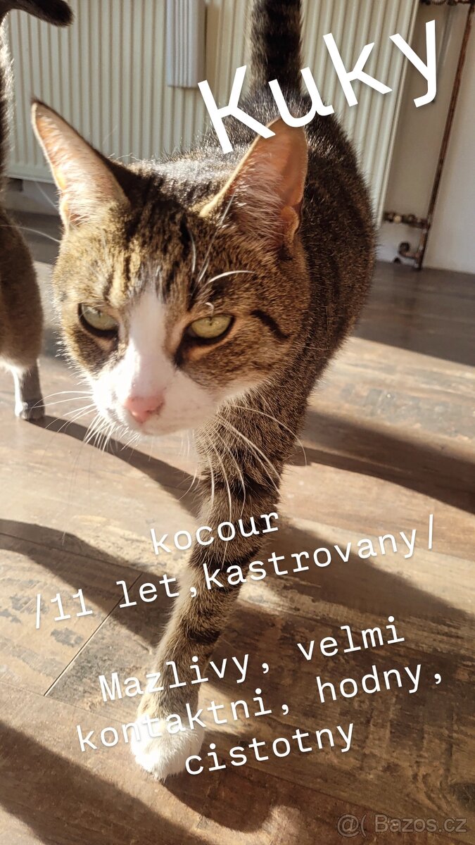 DARUJI/HLEDÁM NOVÝ LÁSKYPLNÝ DOMOV KOCOUROVI