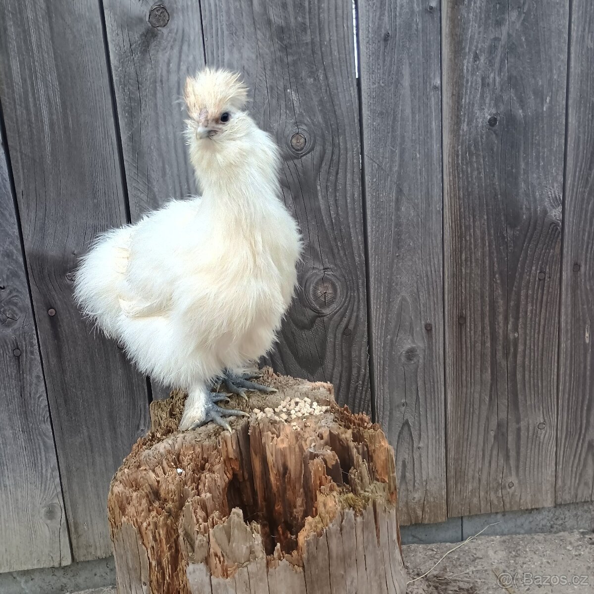 Prodám mladého kohouta od hedvábničky