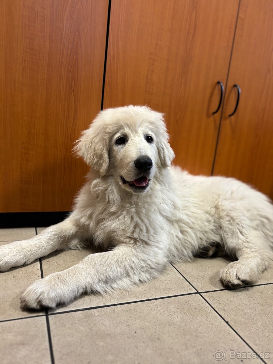 SLOVENSKÝ ČUVAČ S PP