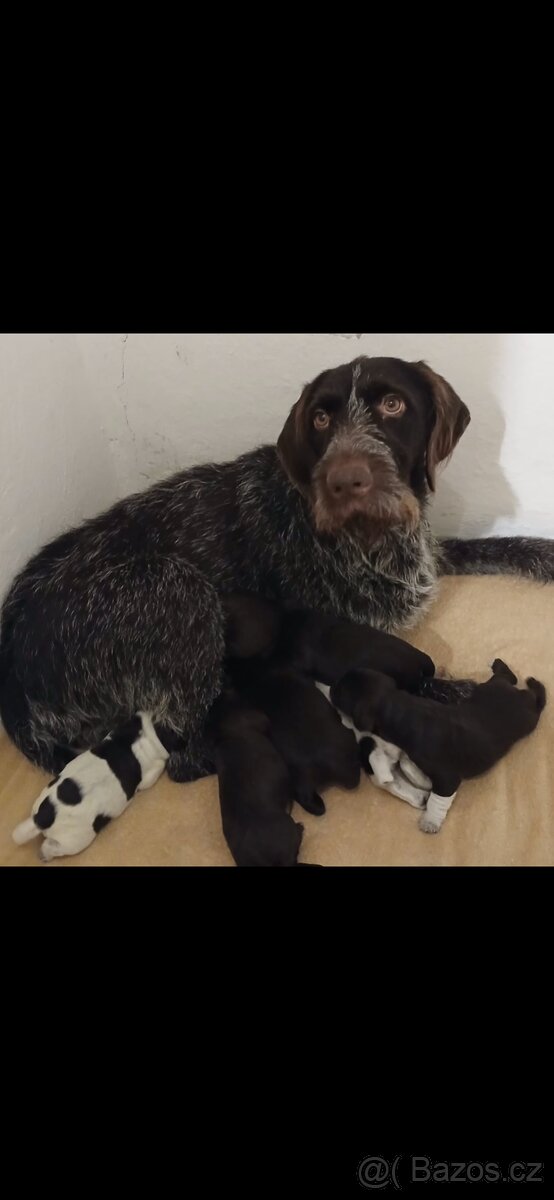 Prodám krásná štěňata ČF s PP