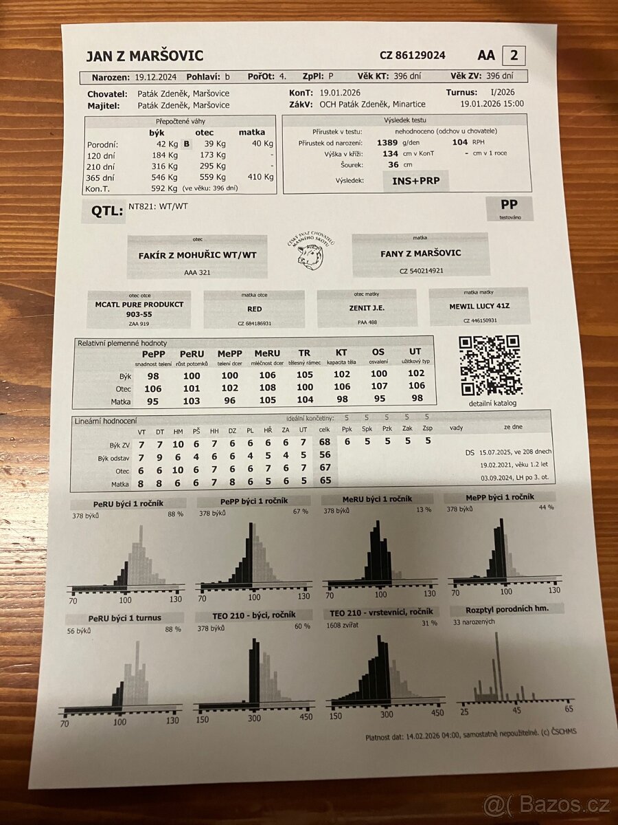 Plemenný býk Aberdeen angus