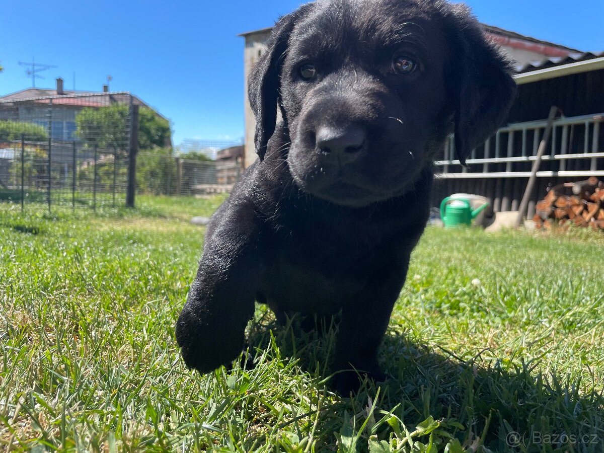 Labrador - štěnata