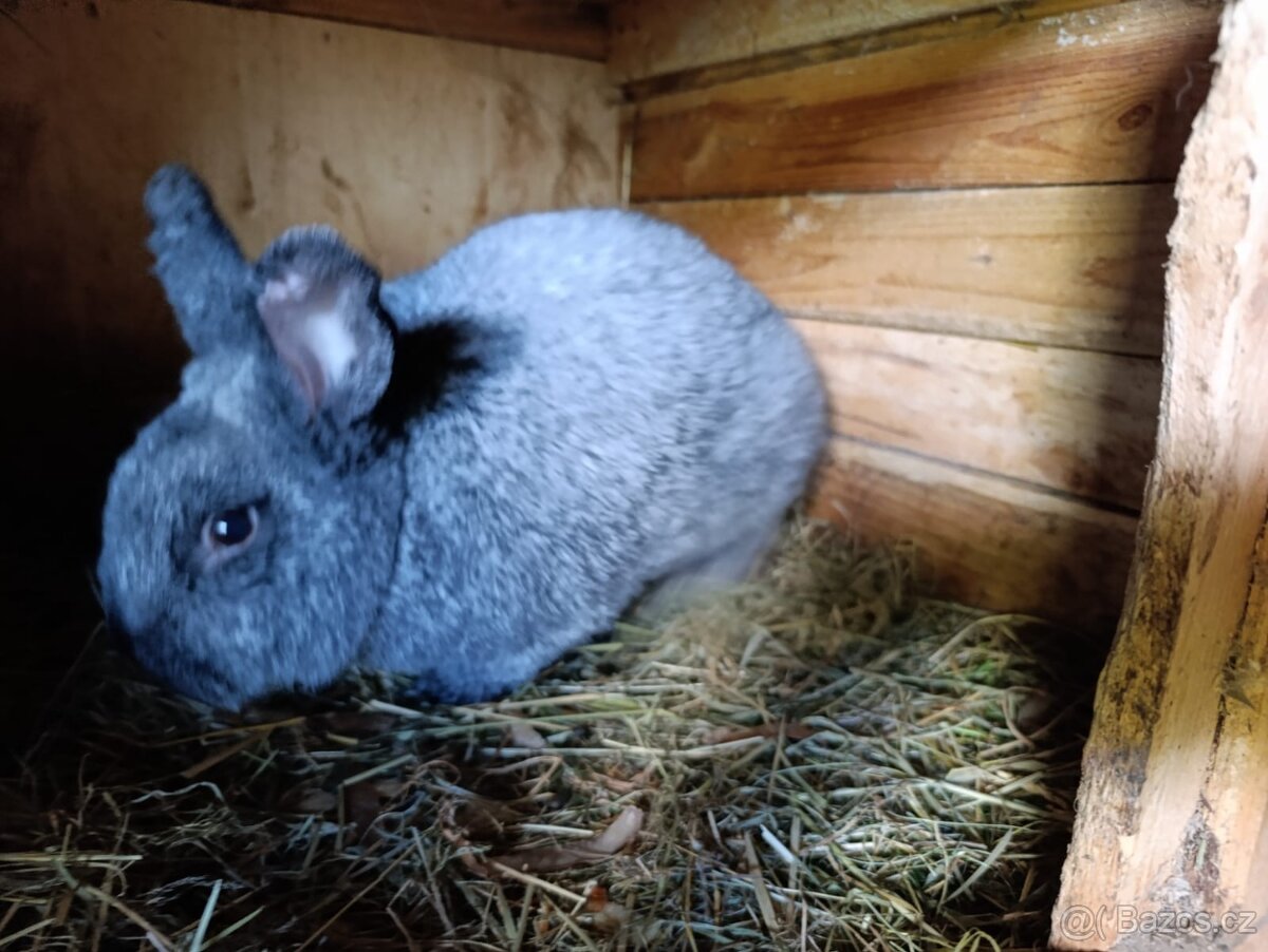 Králíci