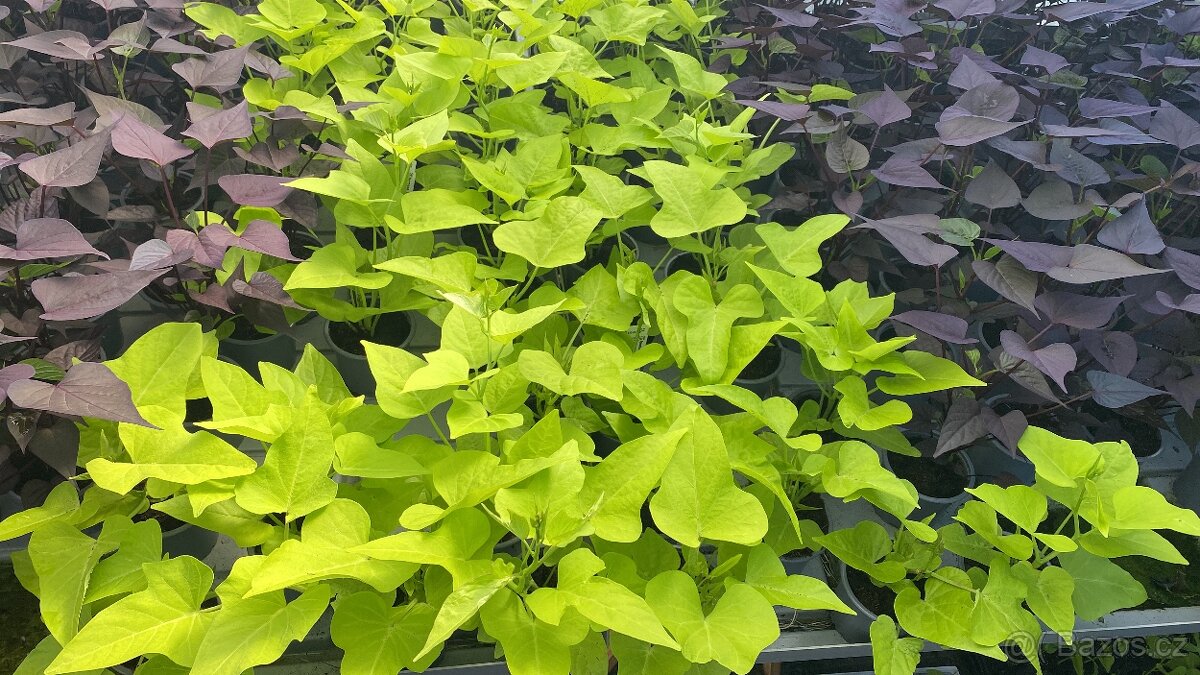 Ipomoea Batatas Povíjnice batátová