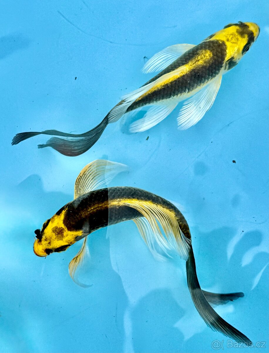 Koi kapr-japonský koi kapr kabuto long fish