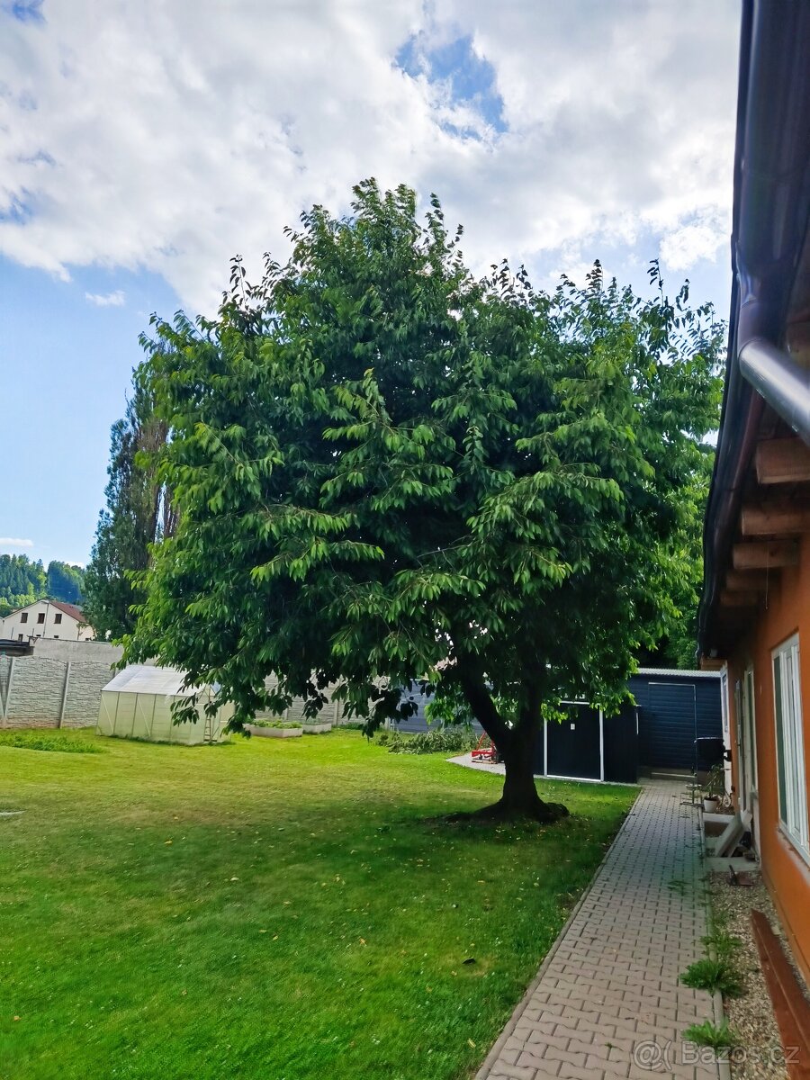 Dřevo z třešně