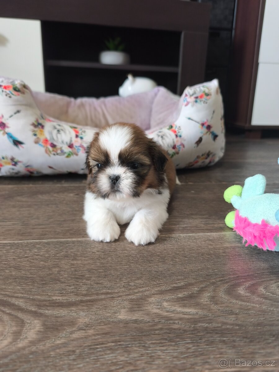 Štěňátka Shih-tzu s PP(shi-tzu, shihtzu)
