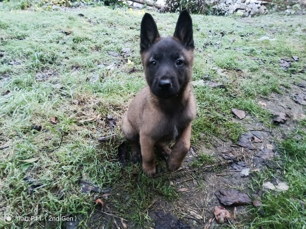 Belgický ovčák-malinois