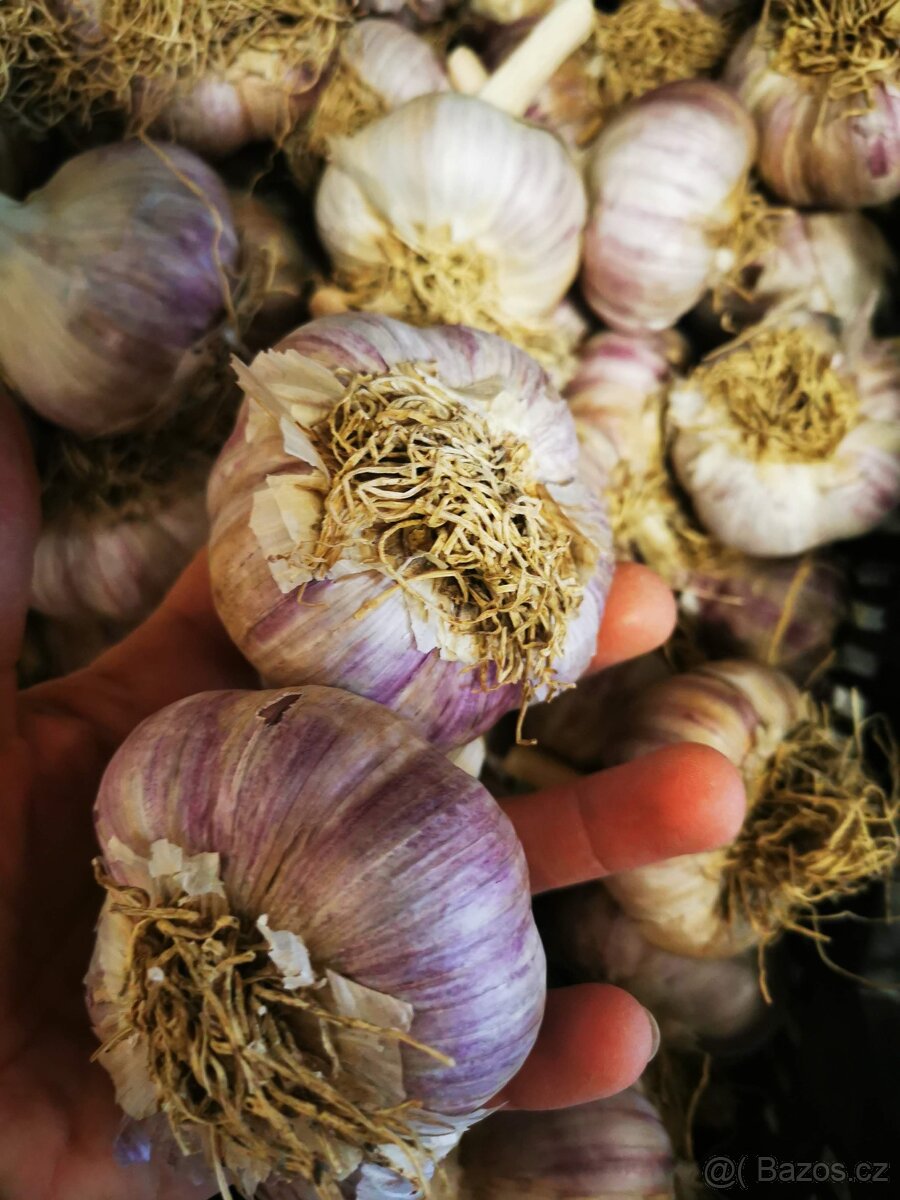 Karel IV. český česnek, paličák