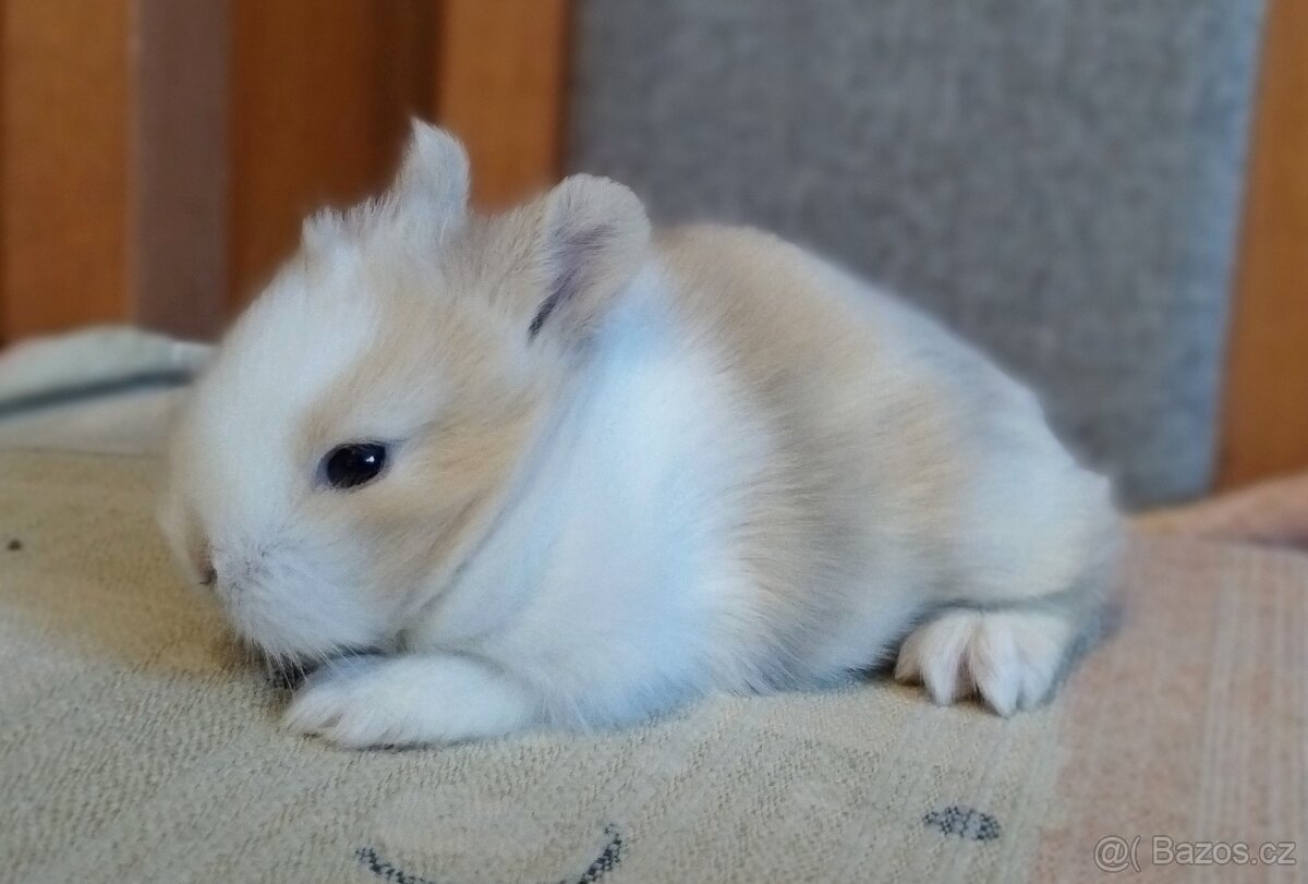 Zakrslý Teddy králík, králíček