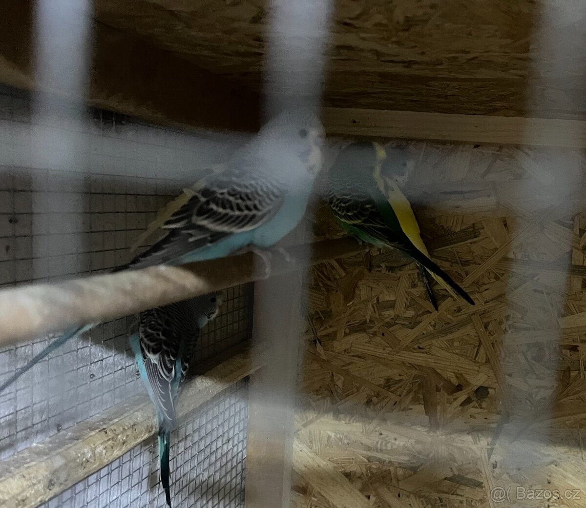 Prodám krásné mladé andulky