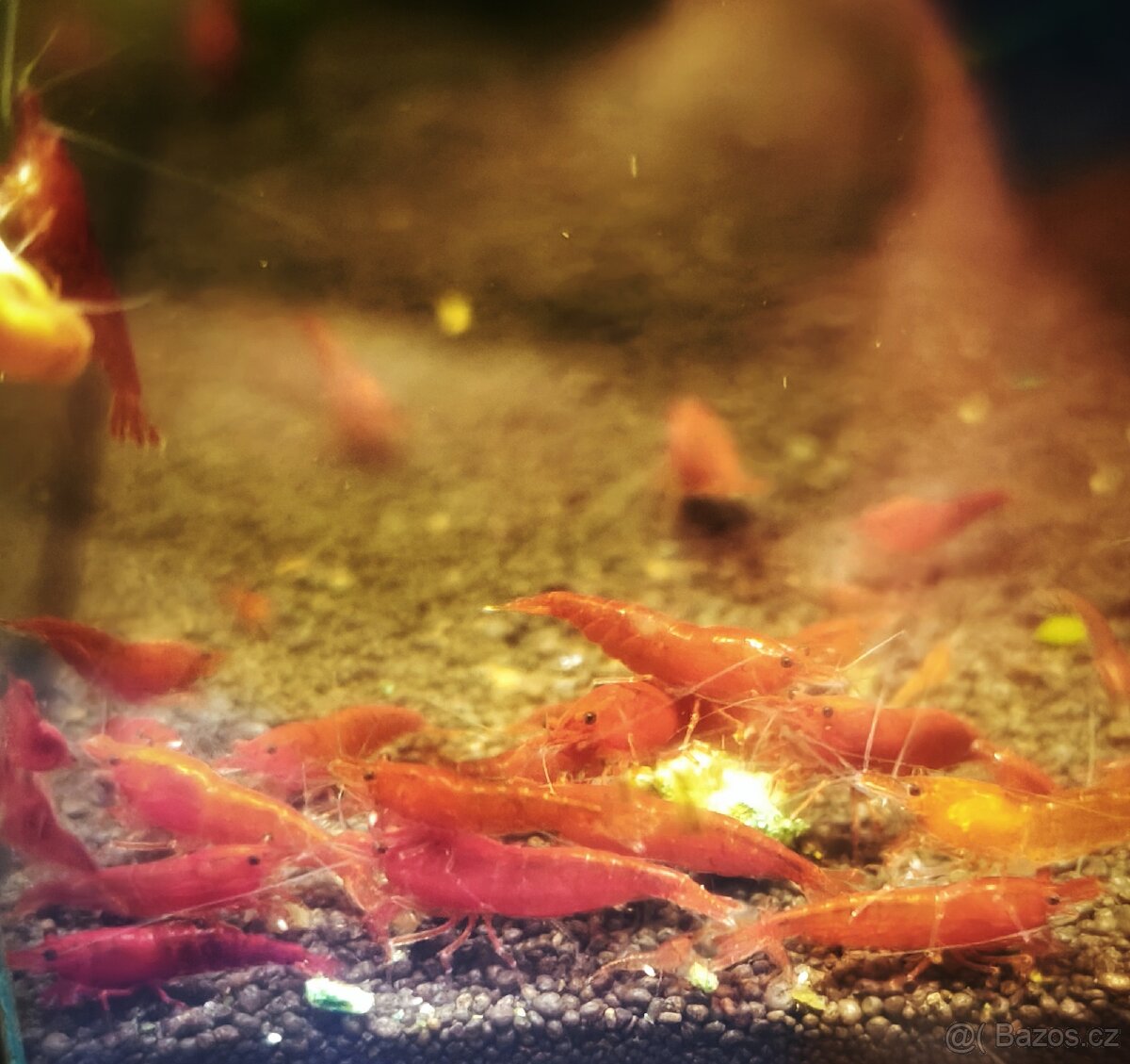 krevetky blue dream / blood mary