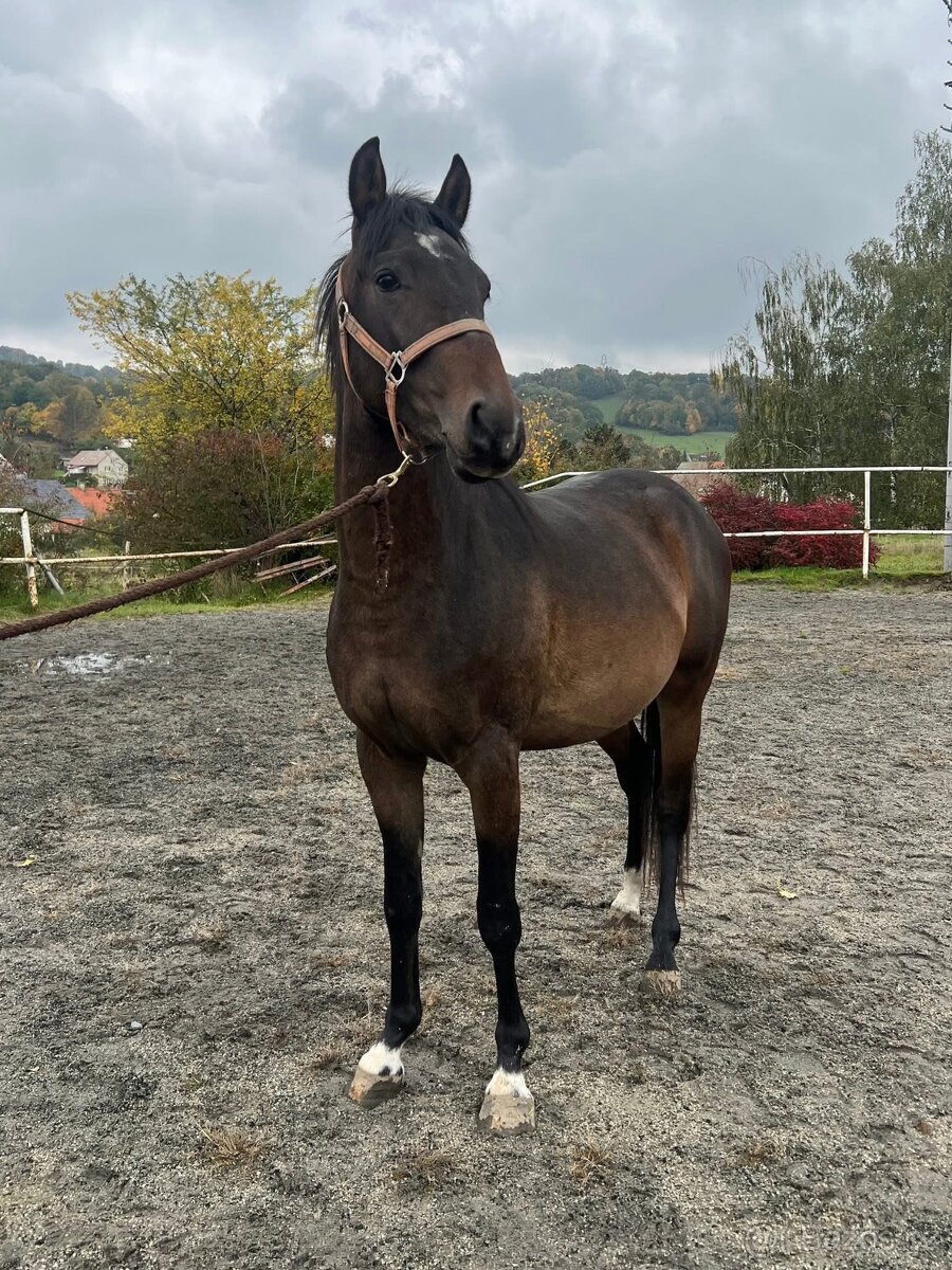 2 mladí WPB hřebci do sportu